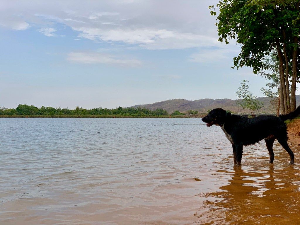 Dog section of Swim Beach