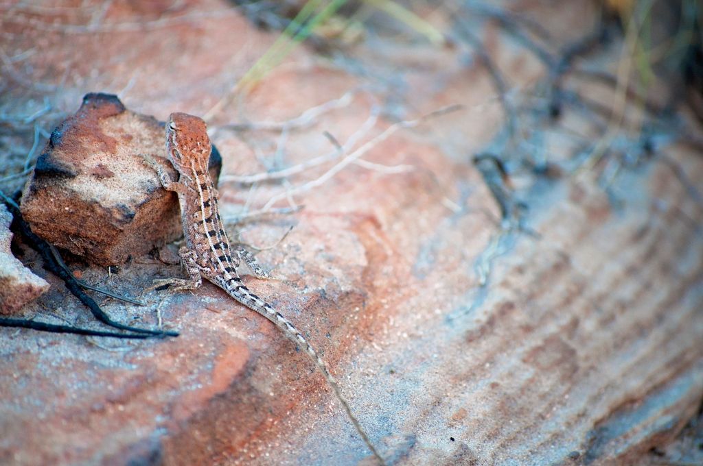 Keep your eyes open for cute little guys like this one. Keep your eyes open for cute little guys like this one.