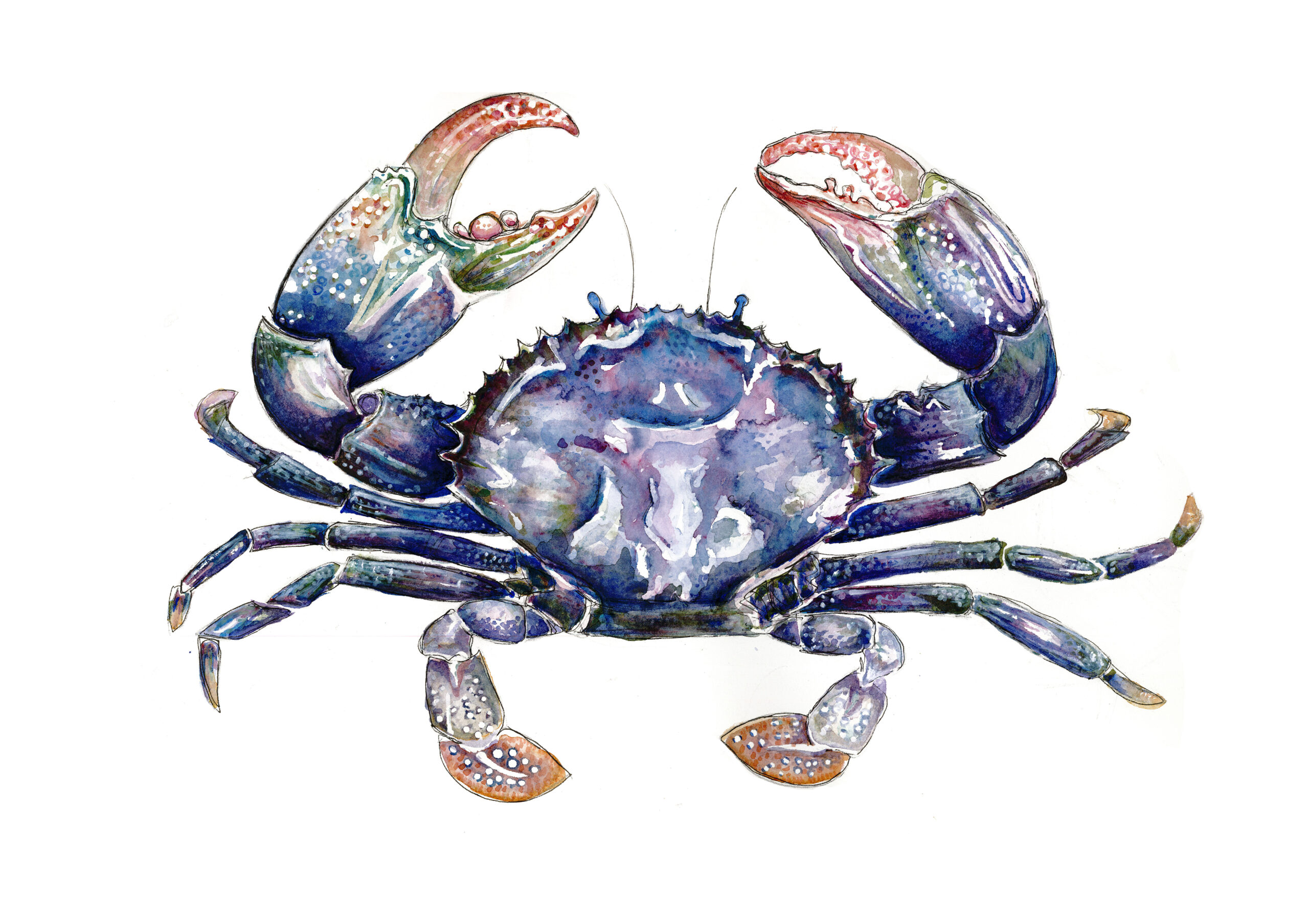 crab-HD From Gem's "Under the Sea" Collection, available on her website.
